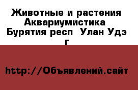 Животные и растения Аквариумистика. Бурятия респ.,Улан-Удэ г.